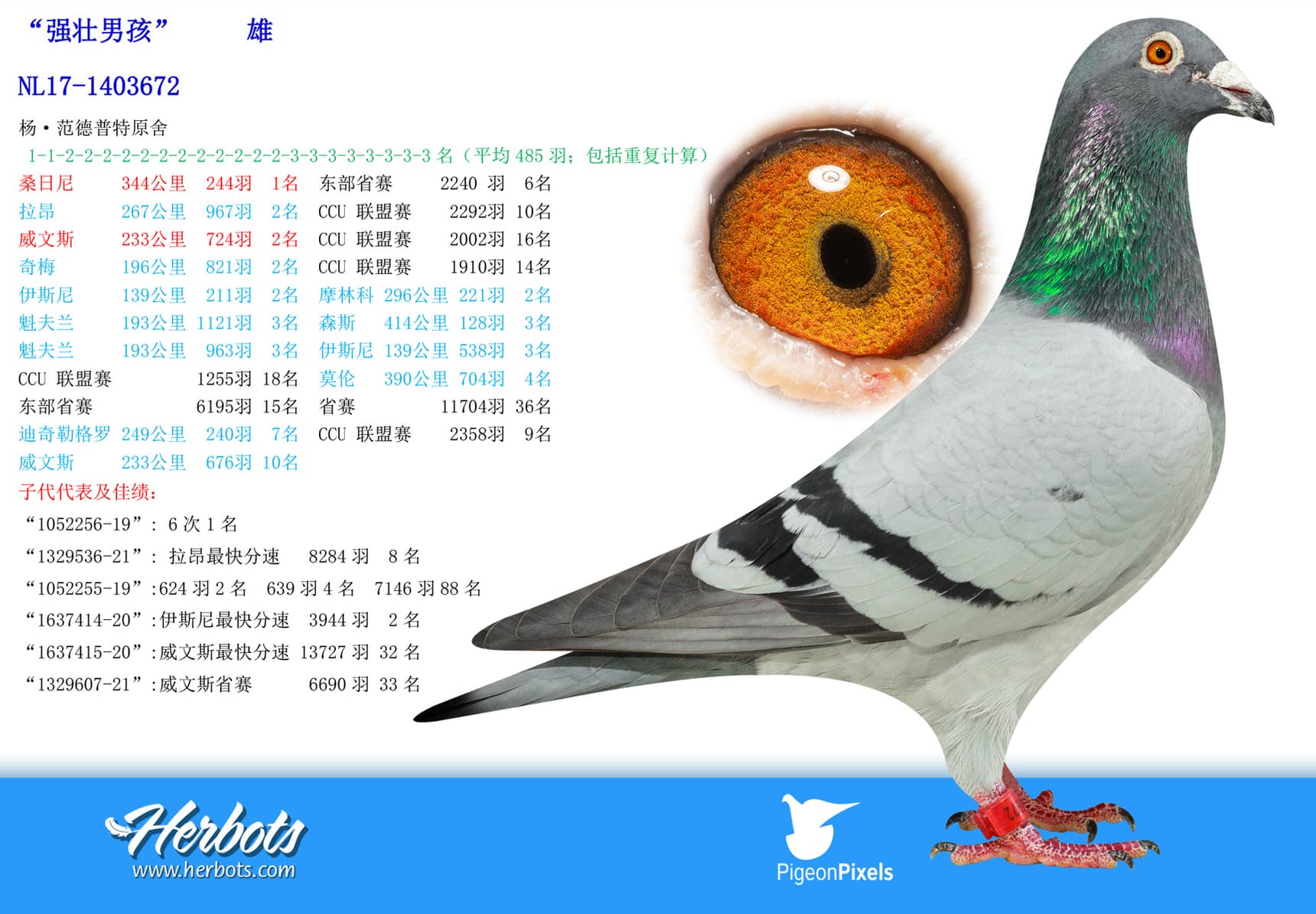 pigeon: undefined