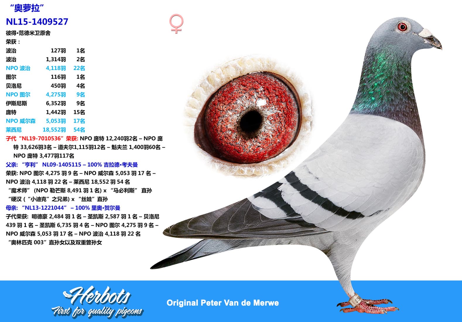pigeon: undefined