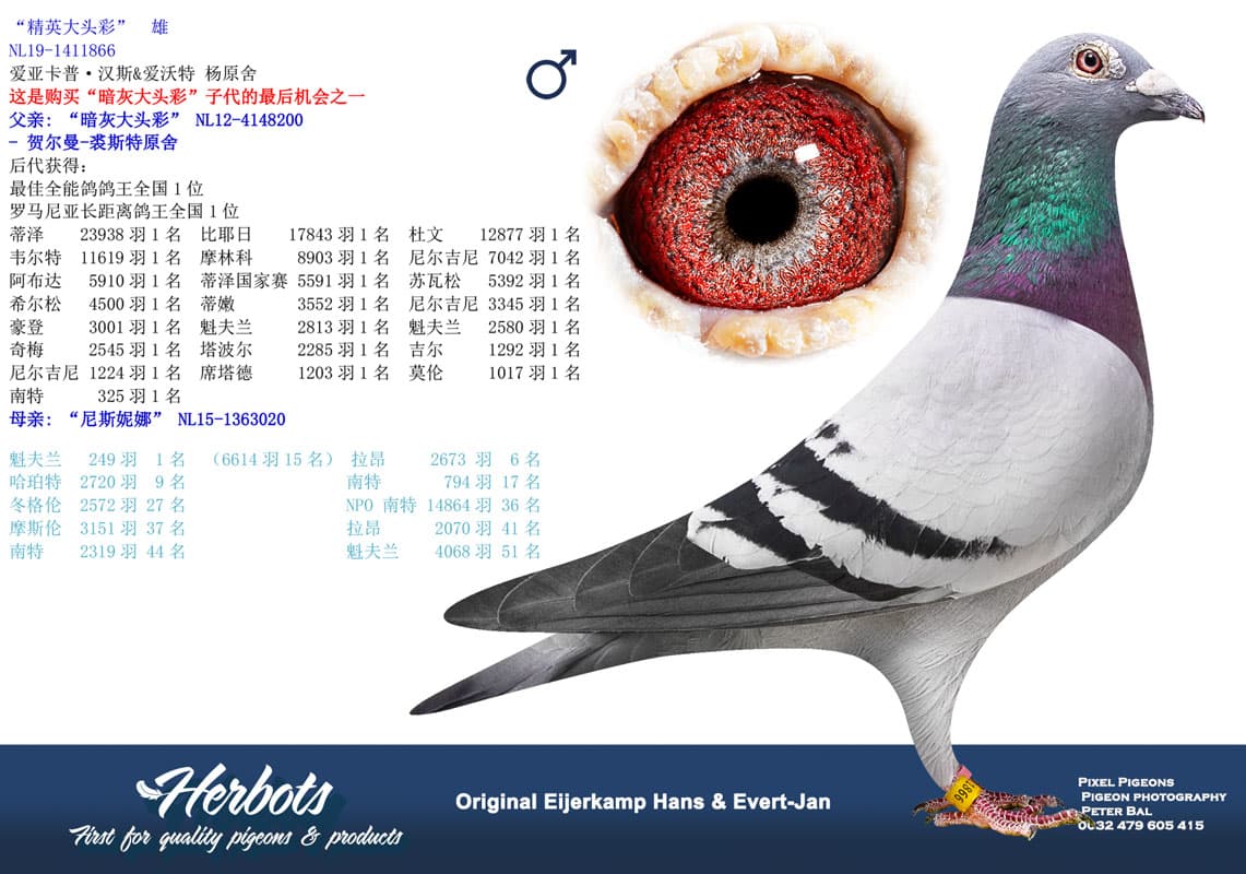 pigeon: undefined