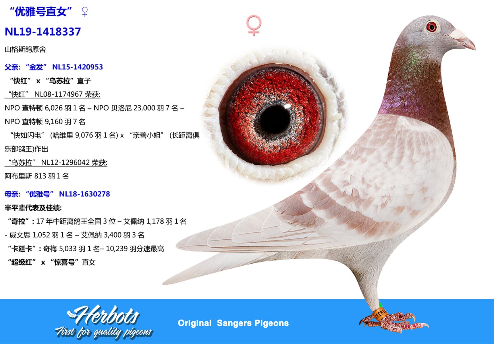 pigeon: “优雅号直女”