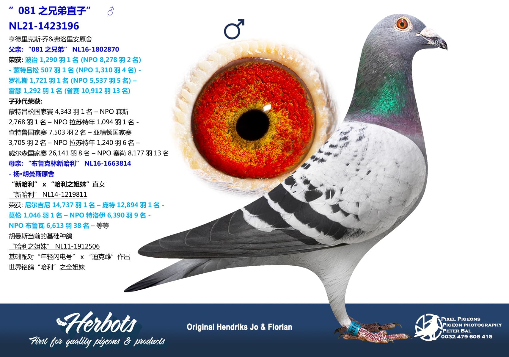 pigeon: ”081之兄弟直子”