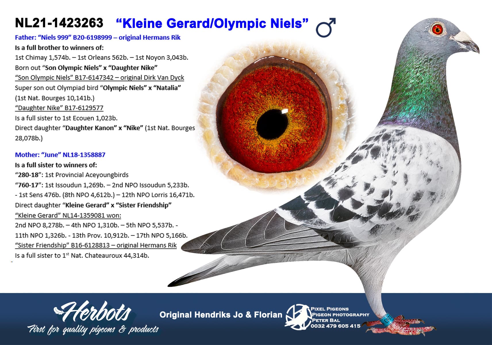 pigeon: ”小吉拉德/奥林匹克尼尔斯”