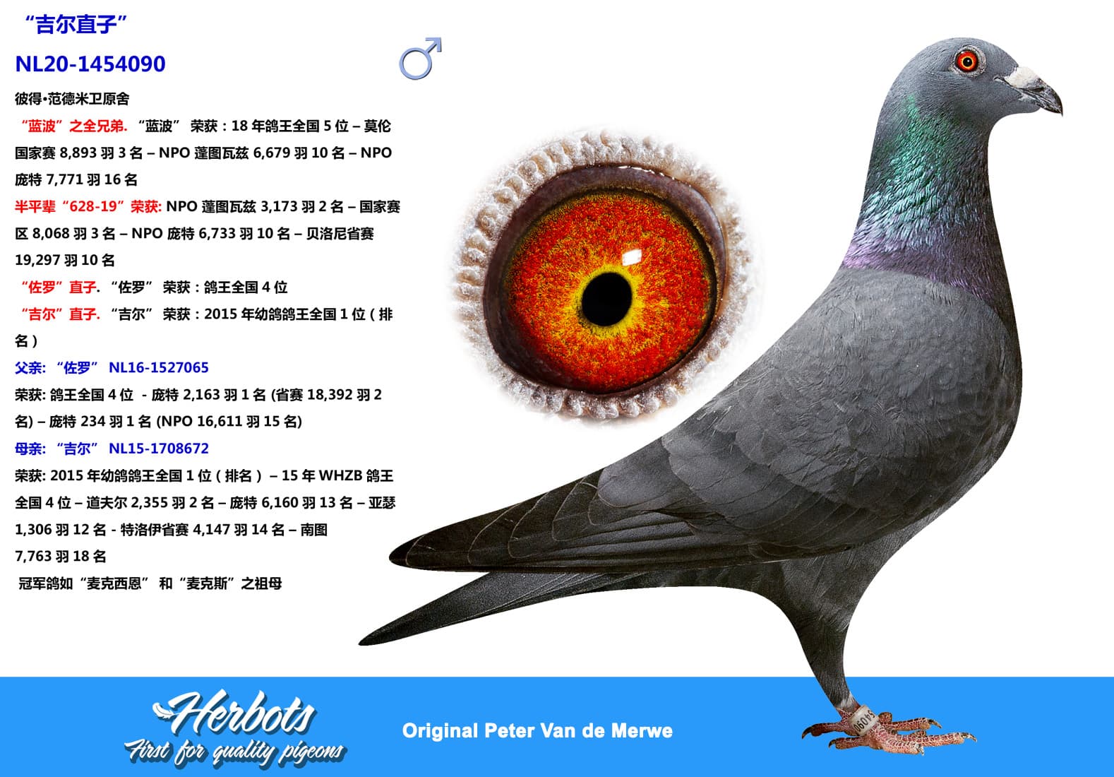 pigeon: undefined