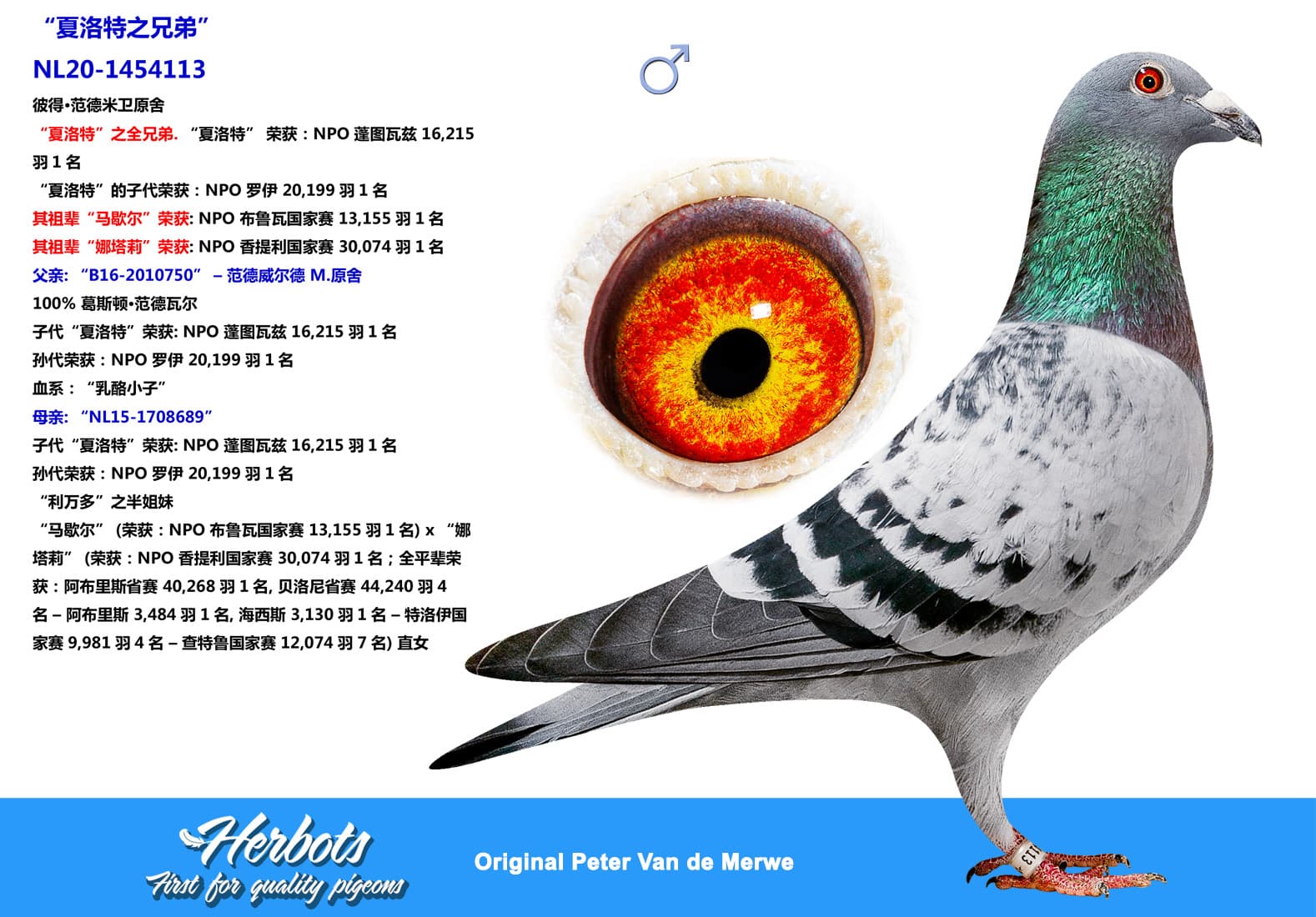 pigeon: undefined