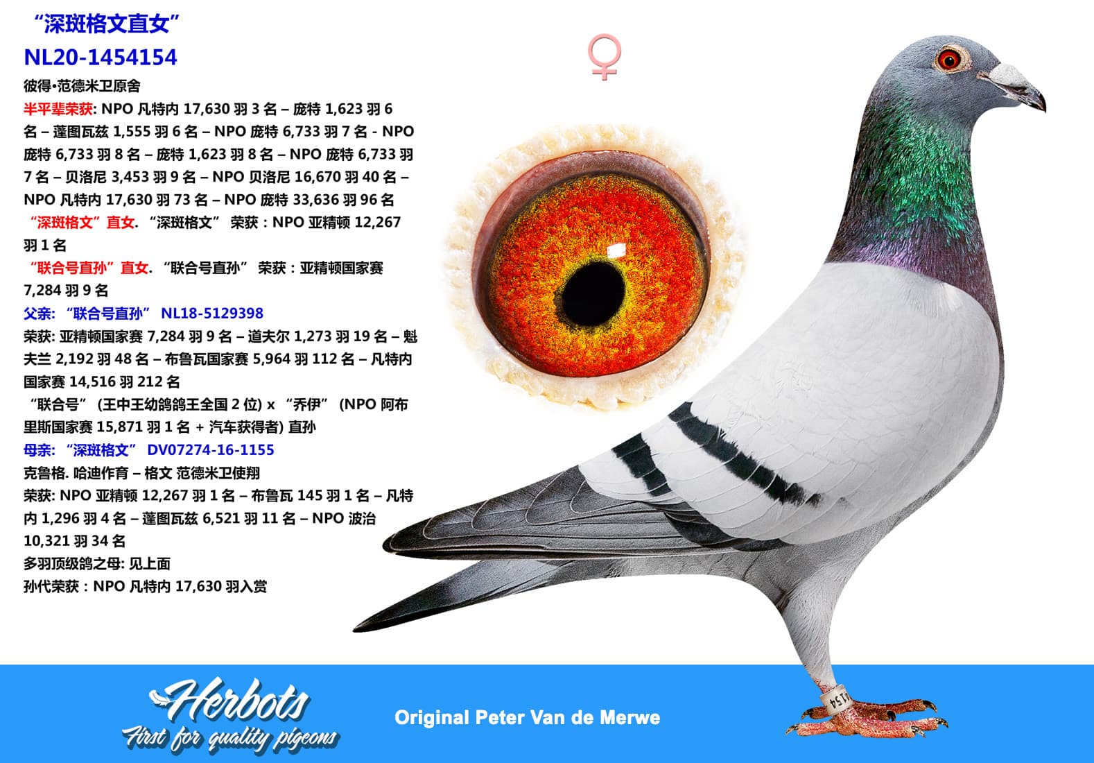 pigeon: undefined