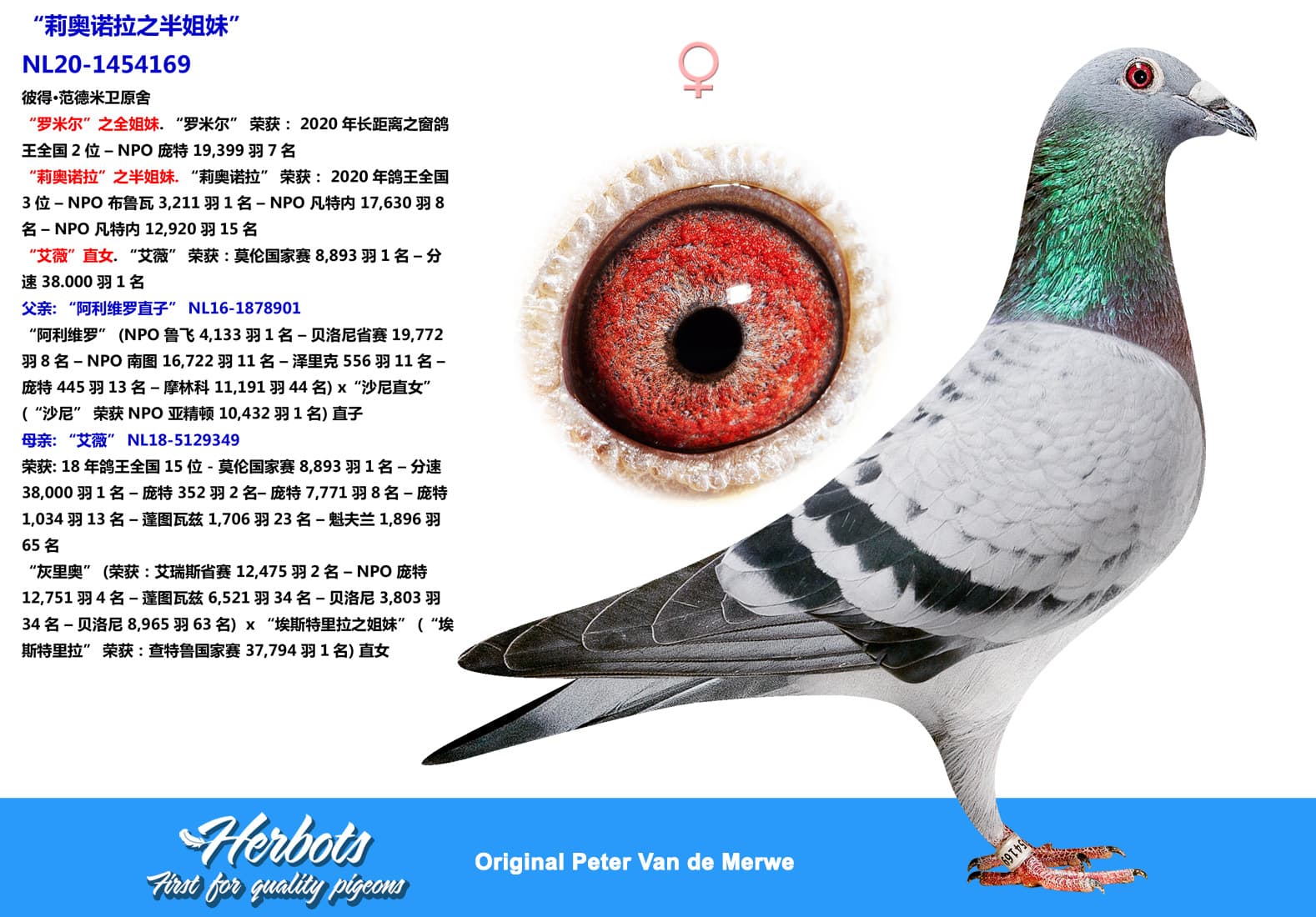 pigeon: undefined