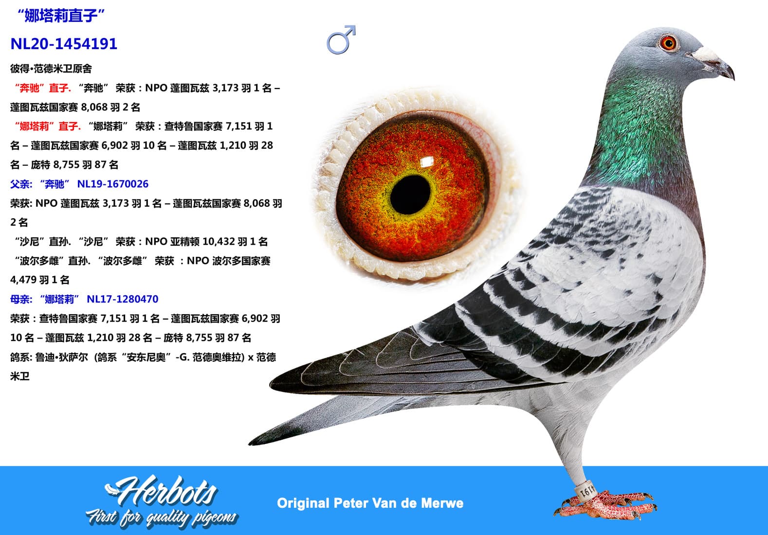 pigeon: undefined