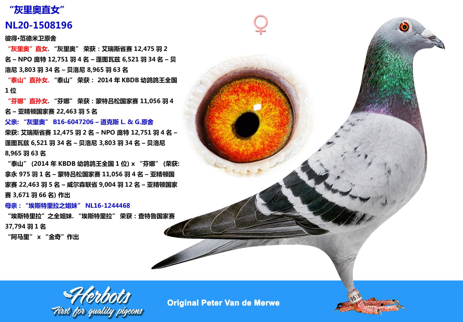 pigeon: undefined