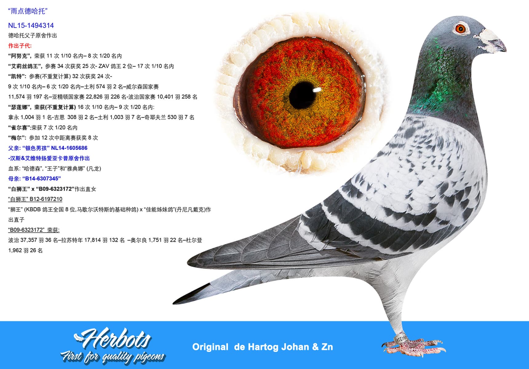 pigeon: “雨点德哈托”