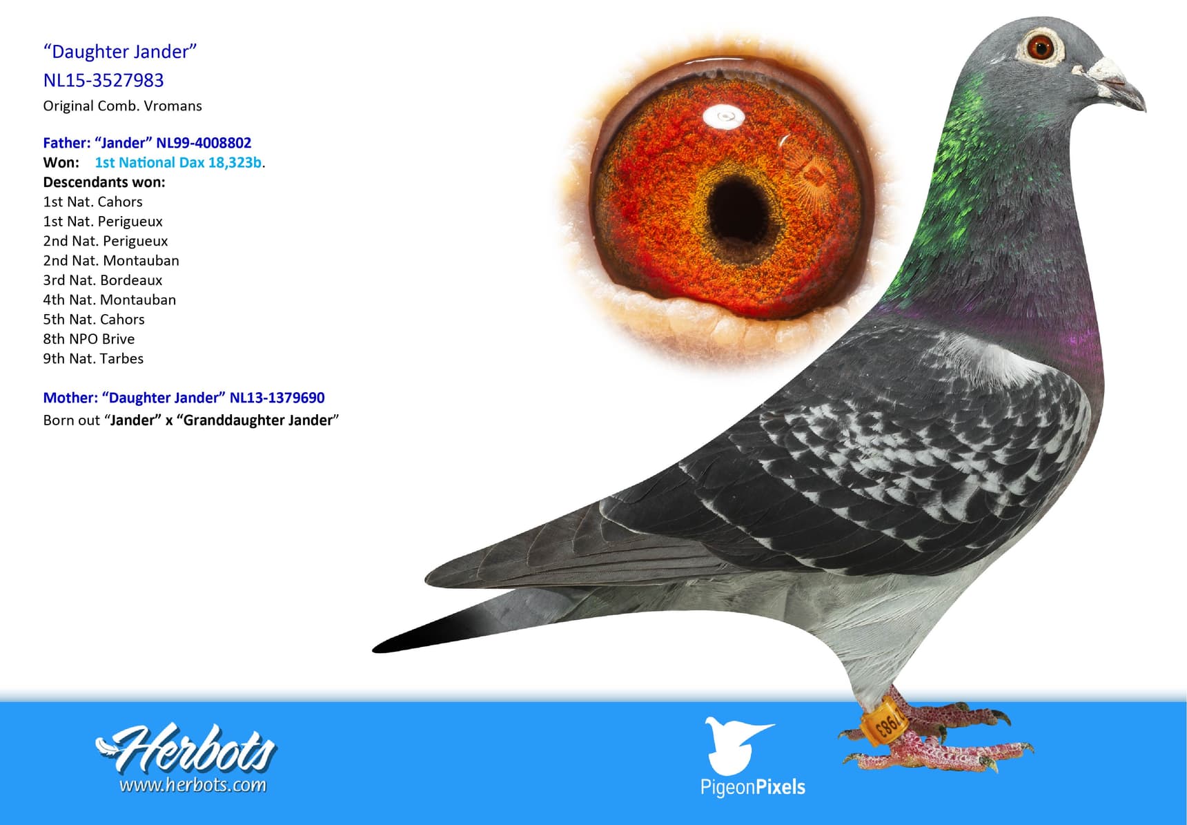 pigeon: undefined