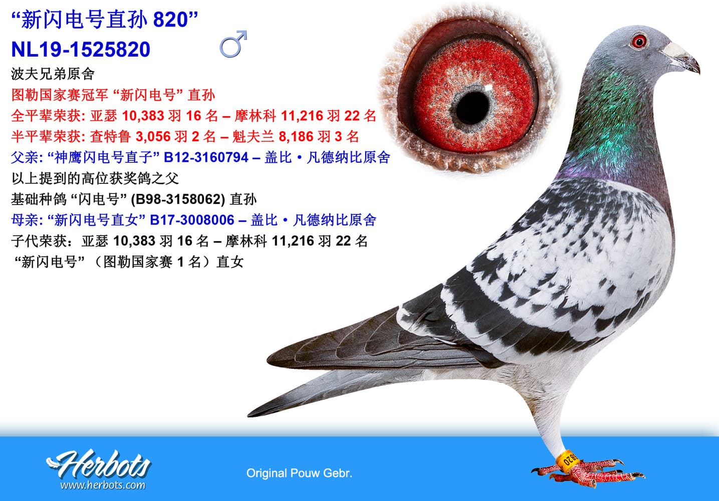 pigeon: “820-Grandson New Bliksem”