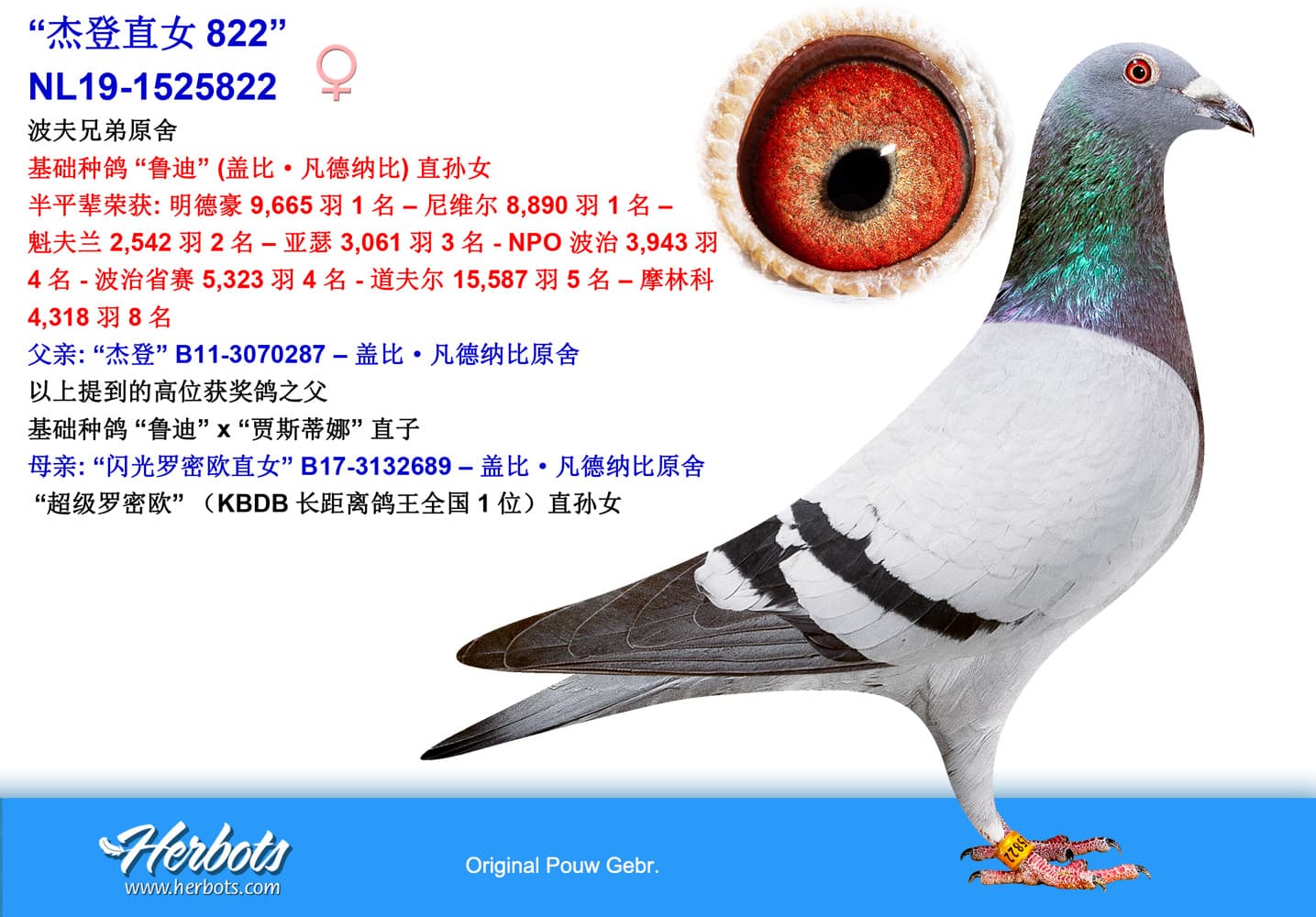 pigeon: undefined