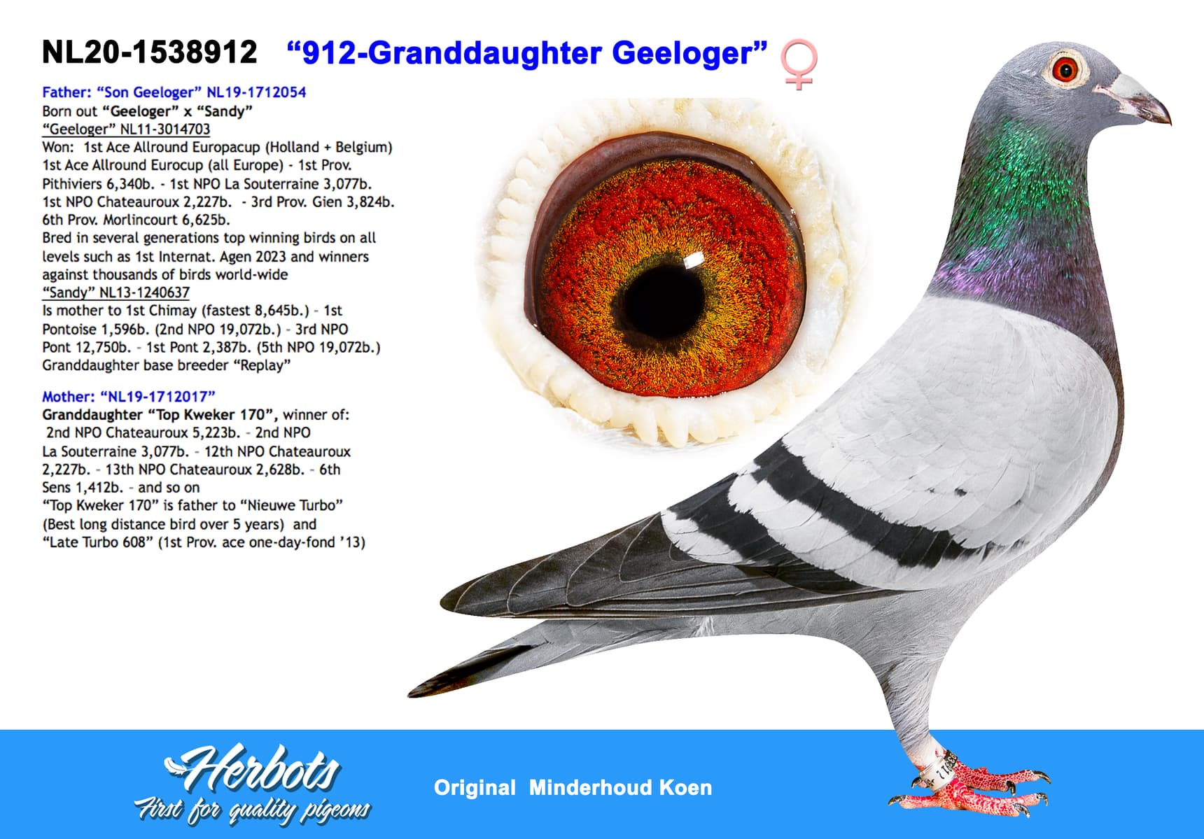 pigeon: “912-Granddaughter Geeloger”