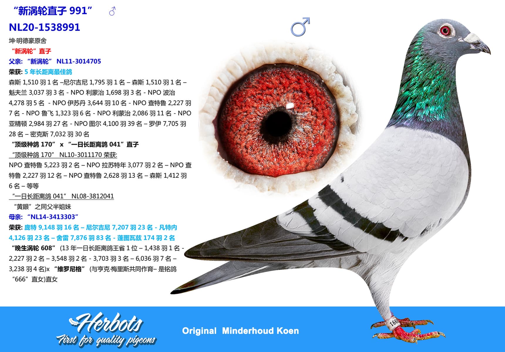 pigeon: “新涡轮直子991”