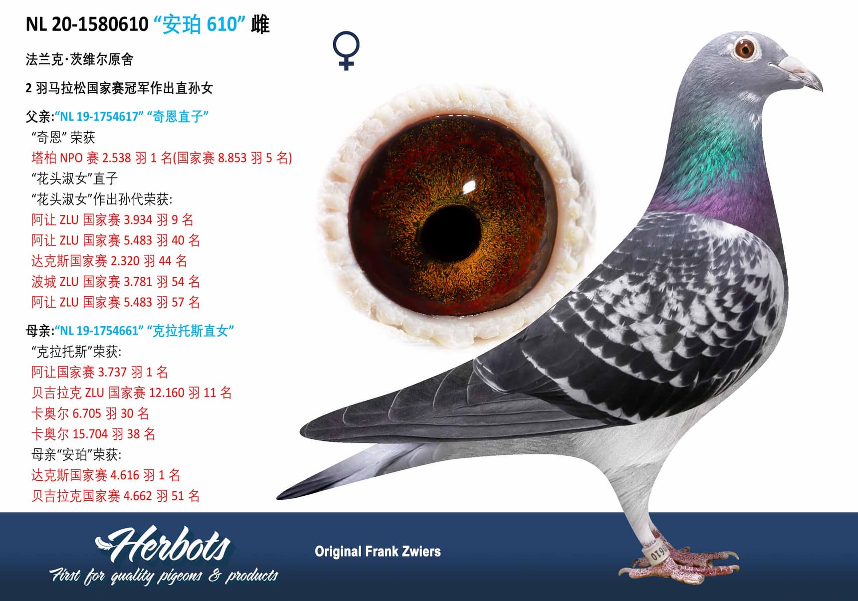 pigeon: undefined