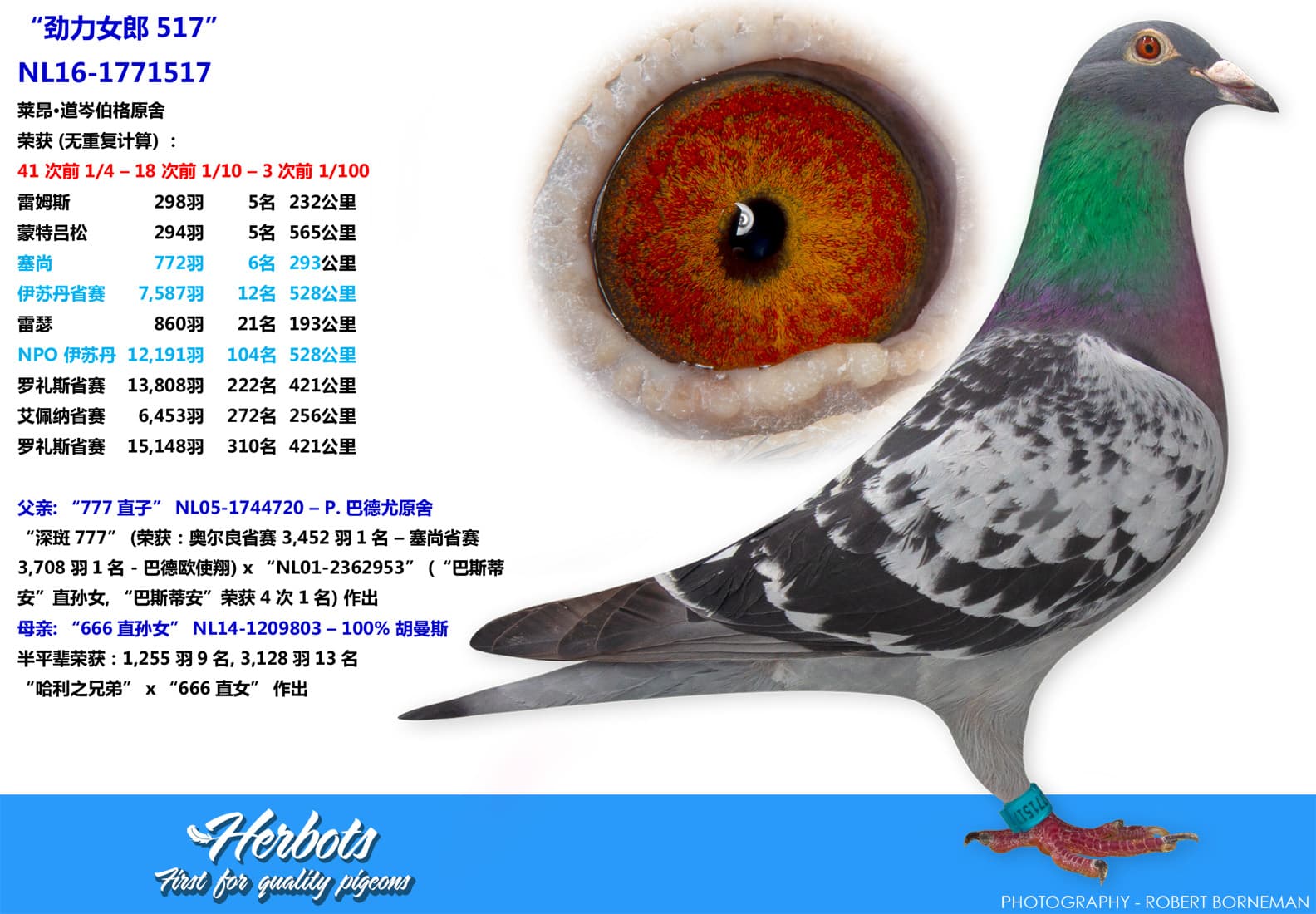 pigeon: “劲力女郎517”