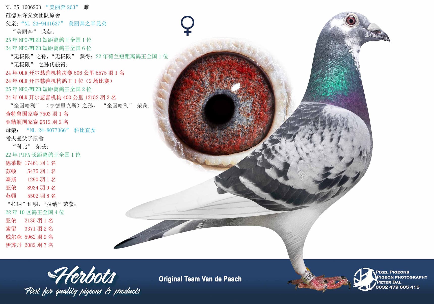 pigeon: undefined