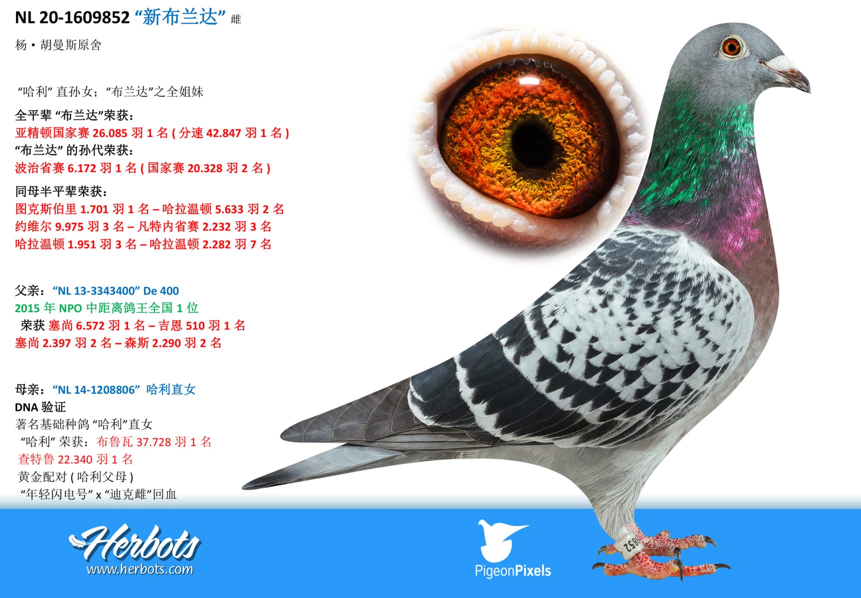 pigeon: undefined