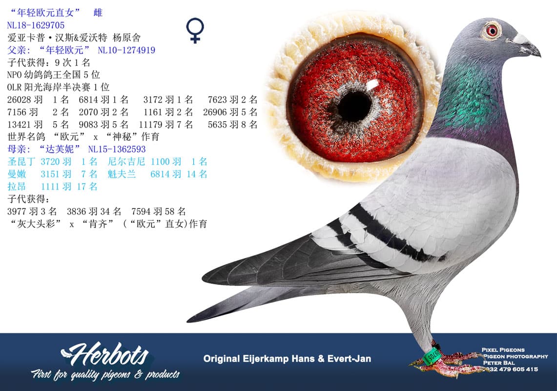 pigeon: undefined