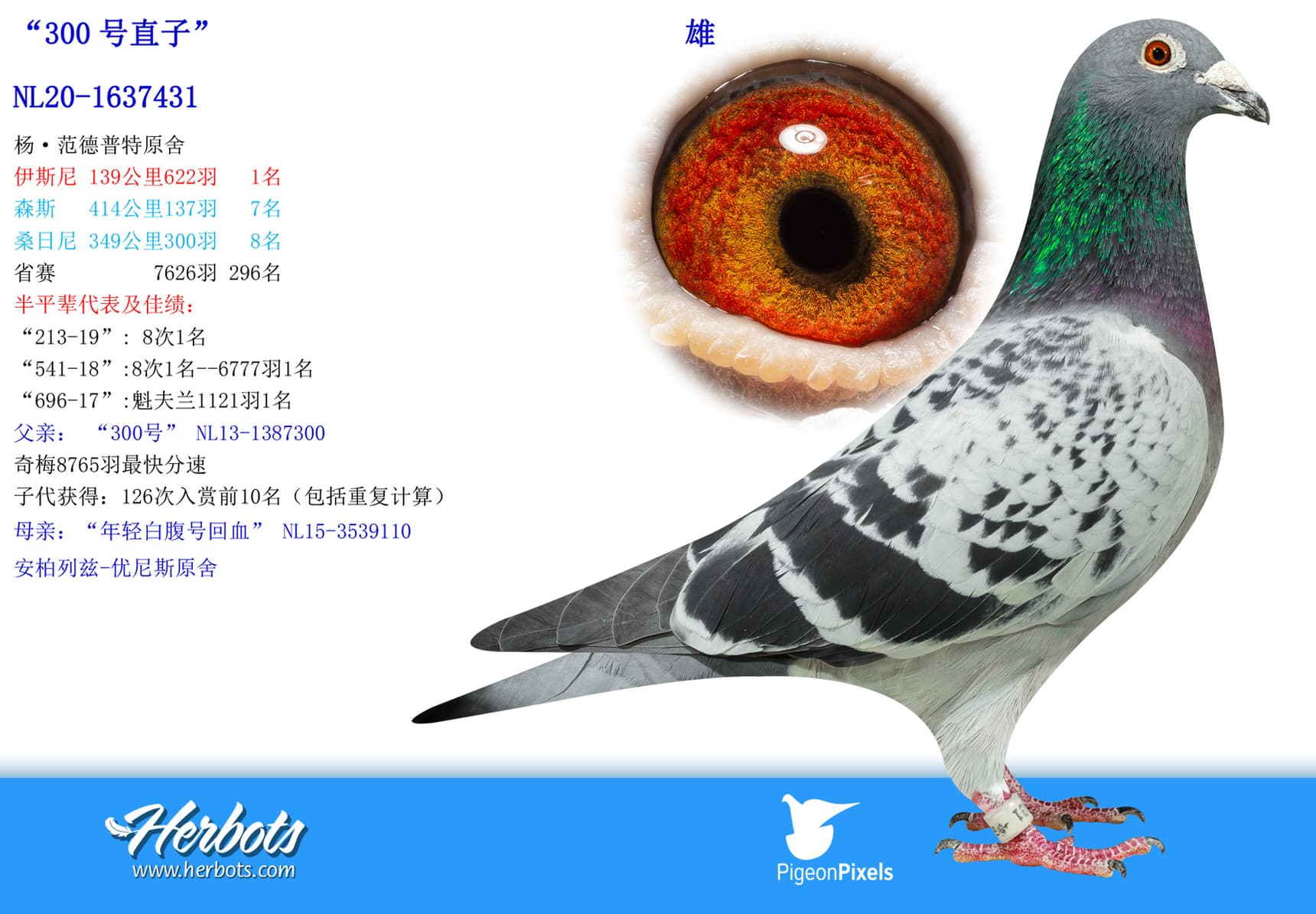 pigeon: undefined