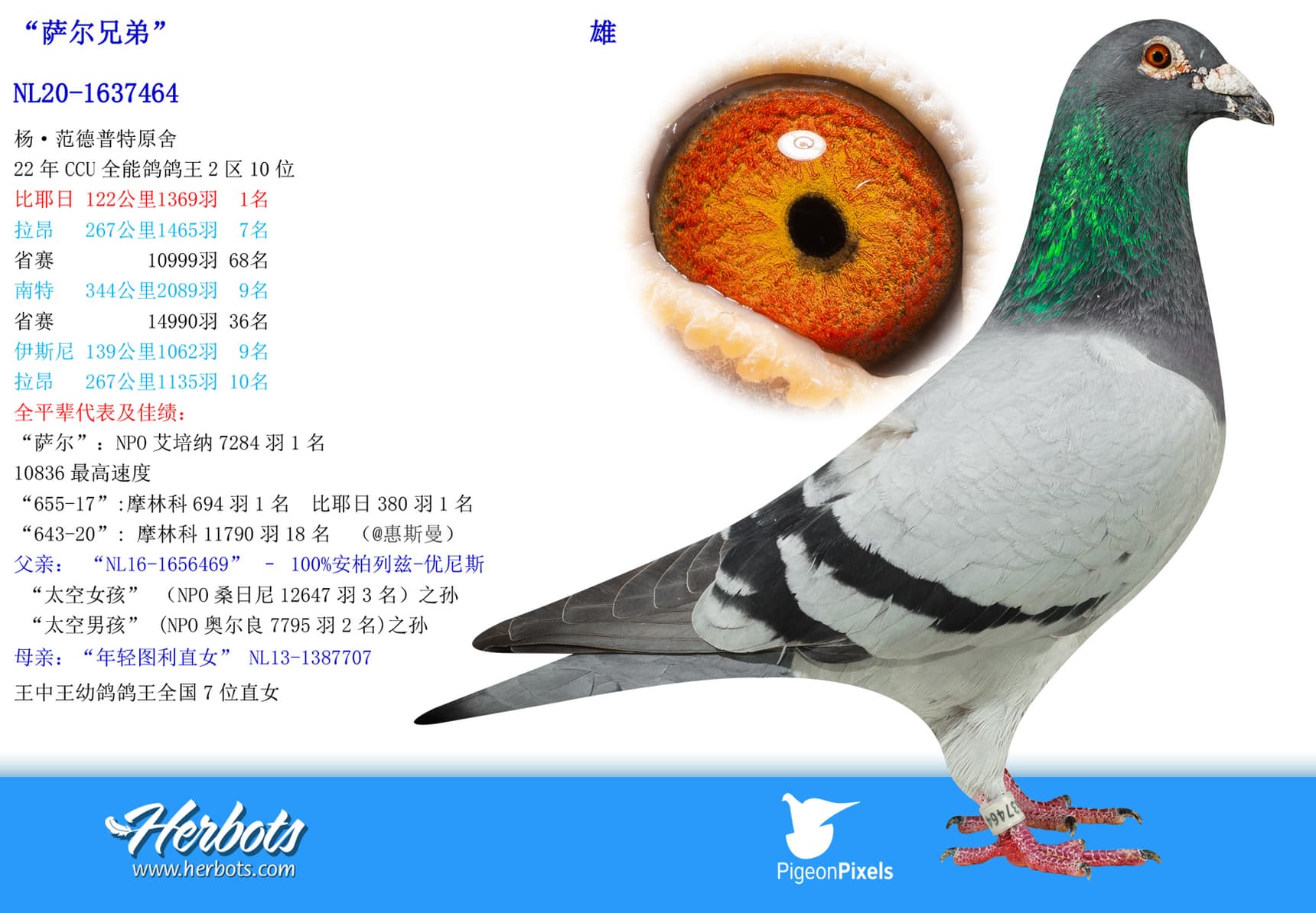 pigeon: undefined