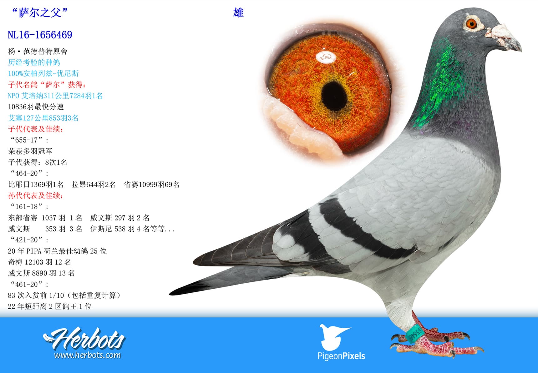 pigeon: “萨尔之父”