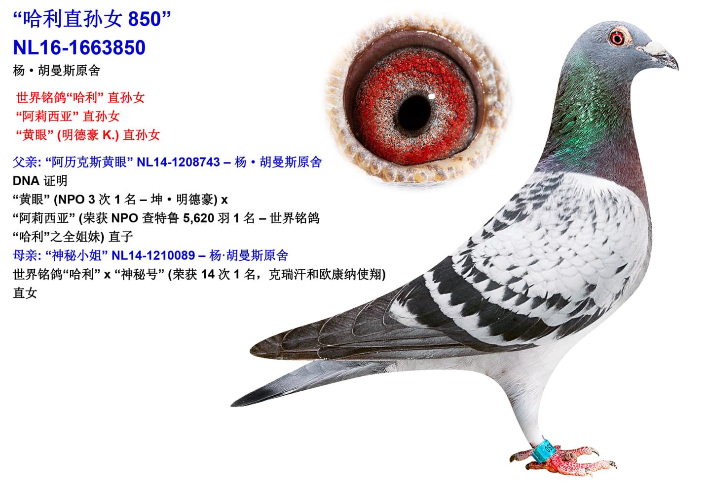 pigeon: undefined