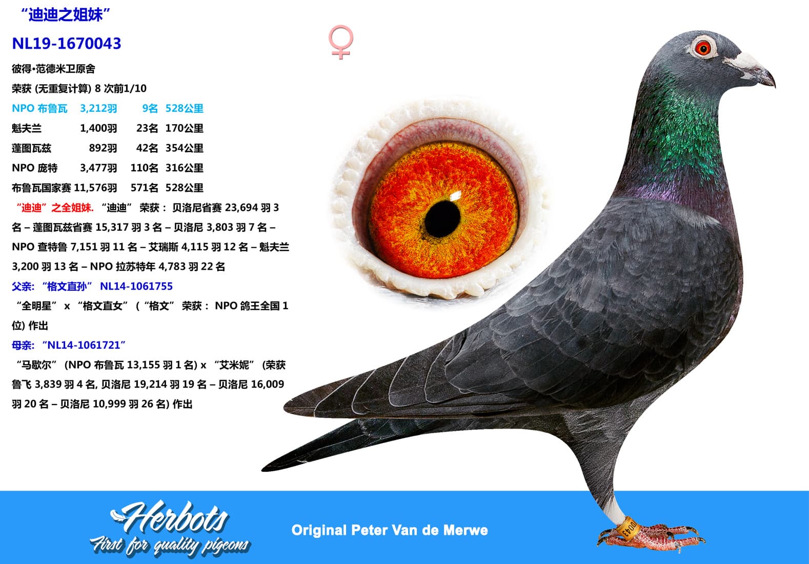 pigeon: undefined