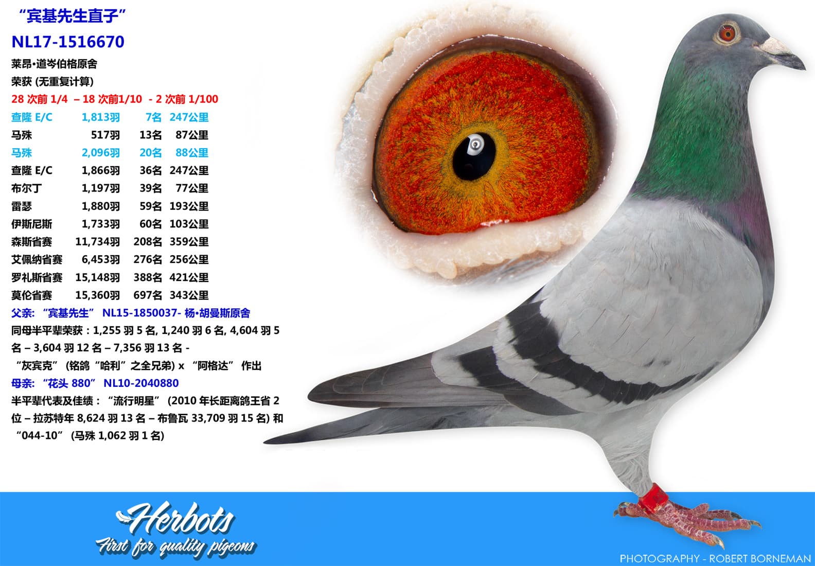pigeon: “宾基先生直子”