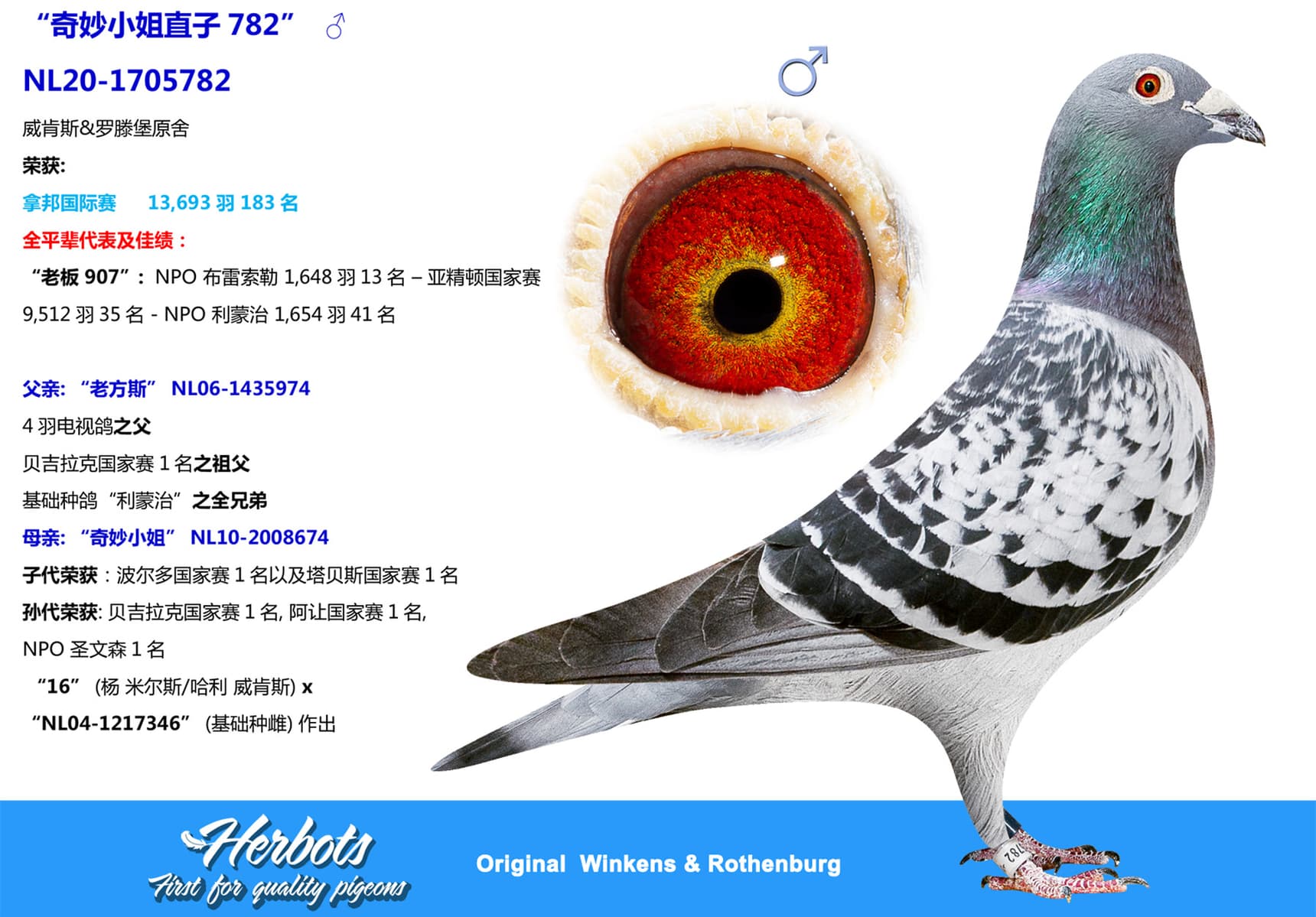 pigeon: undefined