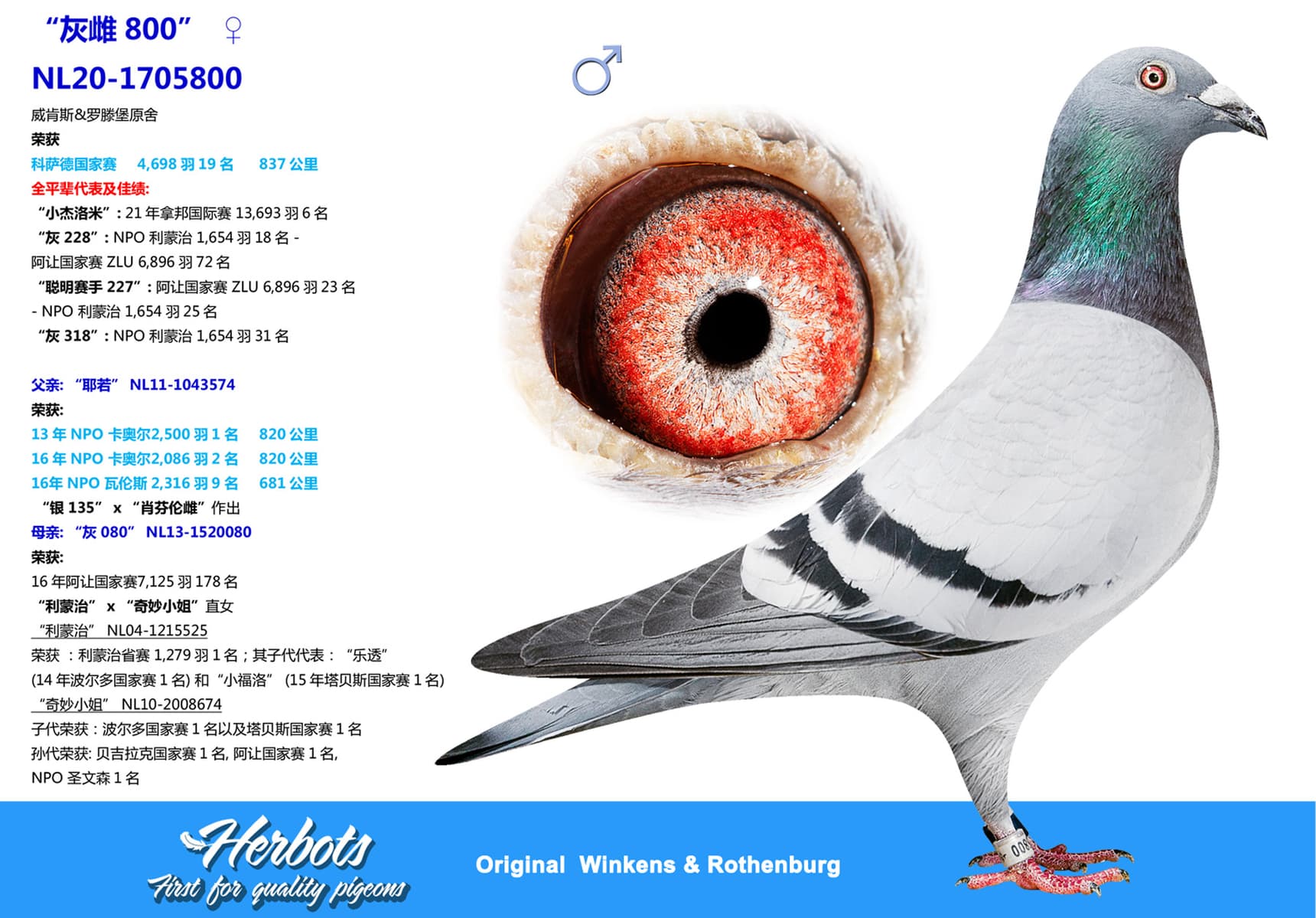 pigeon: “灰雌800”