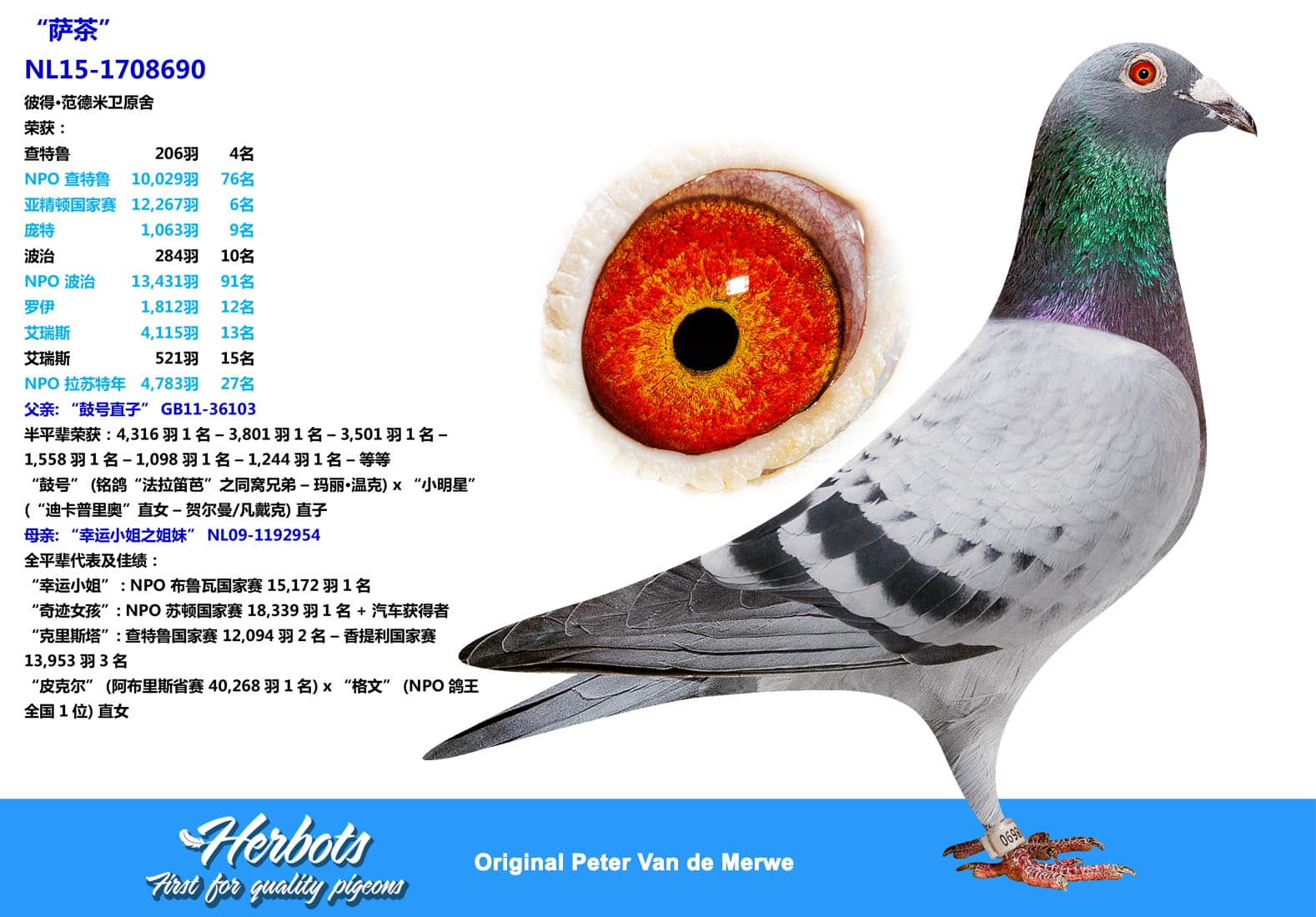 pigeon: “萨茶”