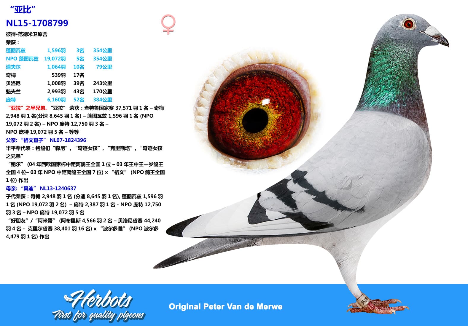 pigeon: undefined