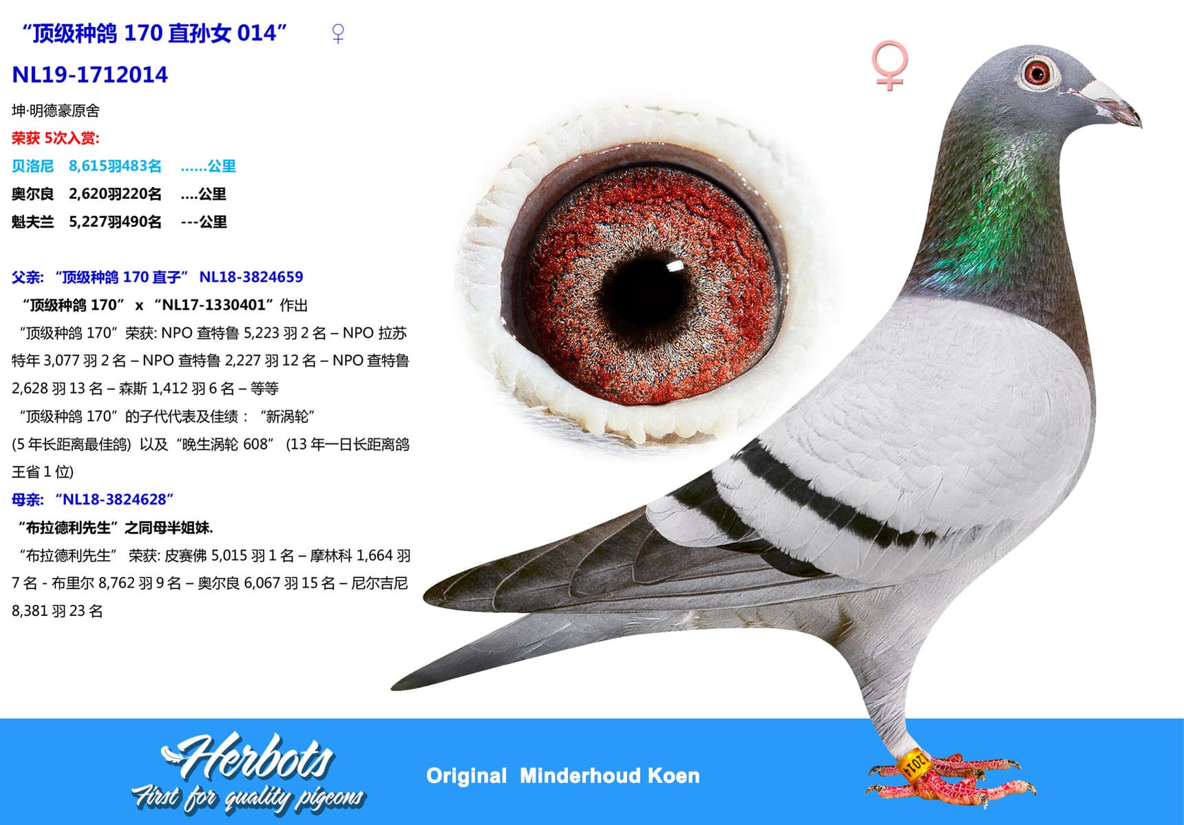 pigeon: “顶级种鸽 170直孙女014”