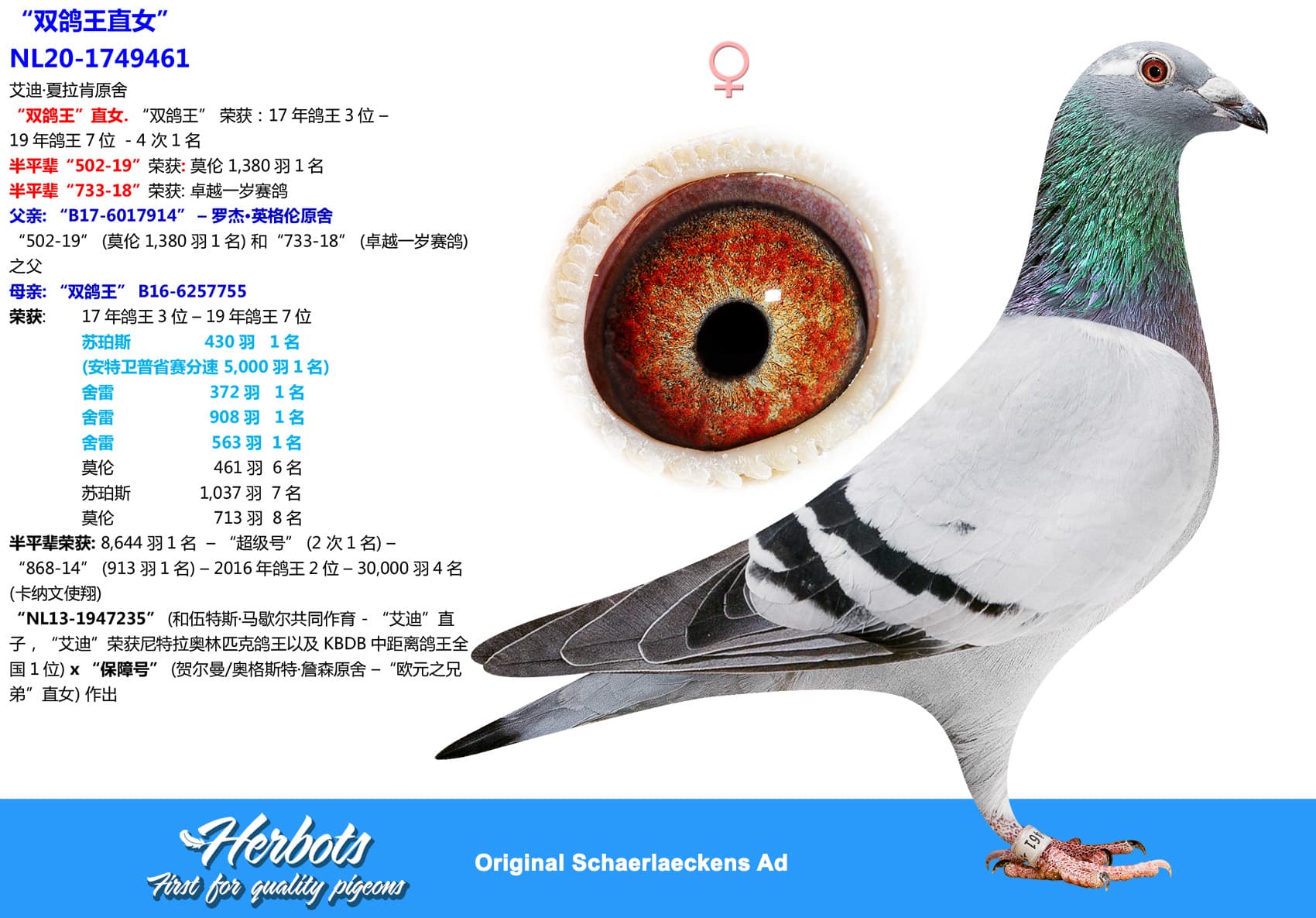 pigeon: undefined