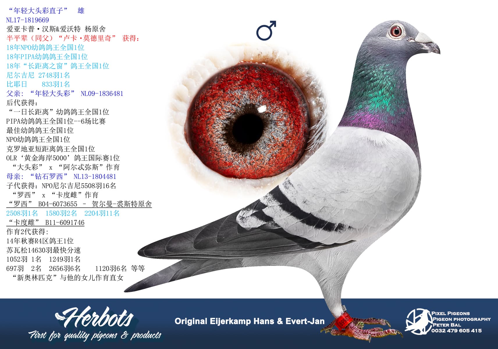 pigeon: undefined