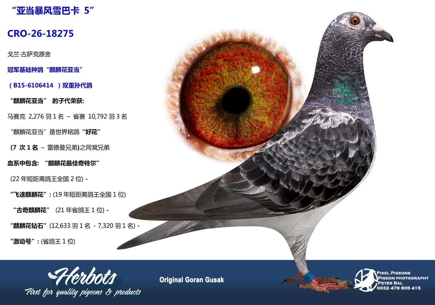 pigeon: undefined