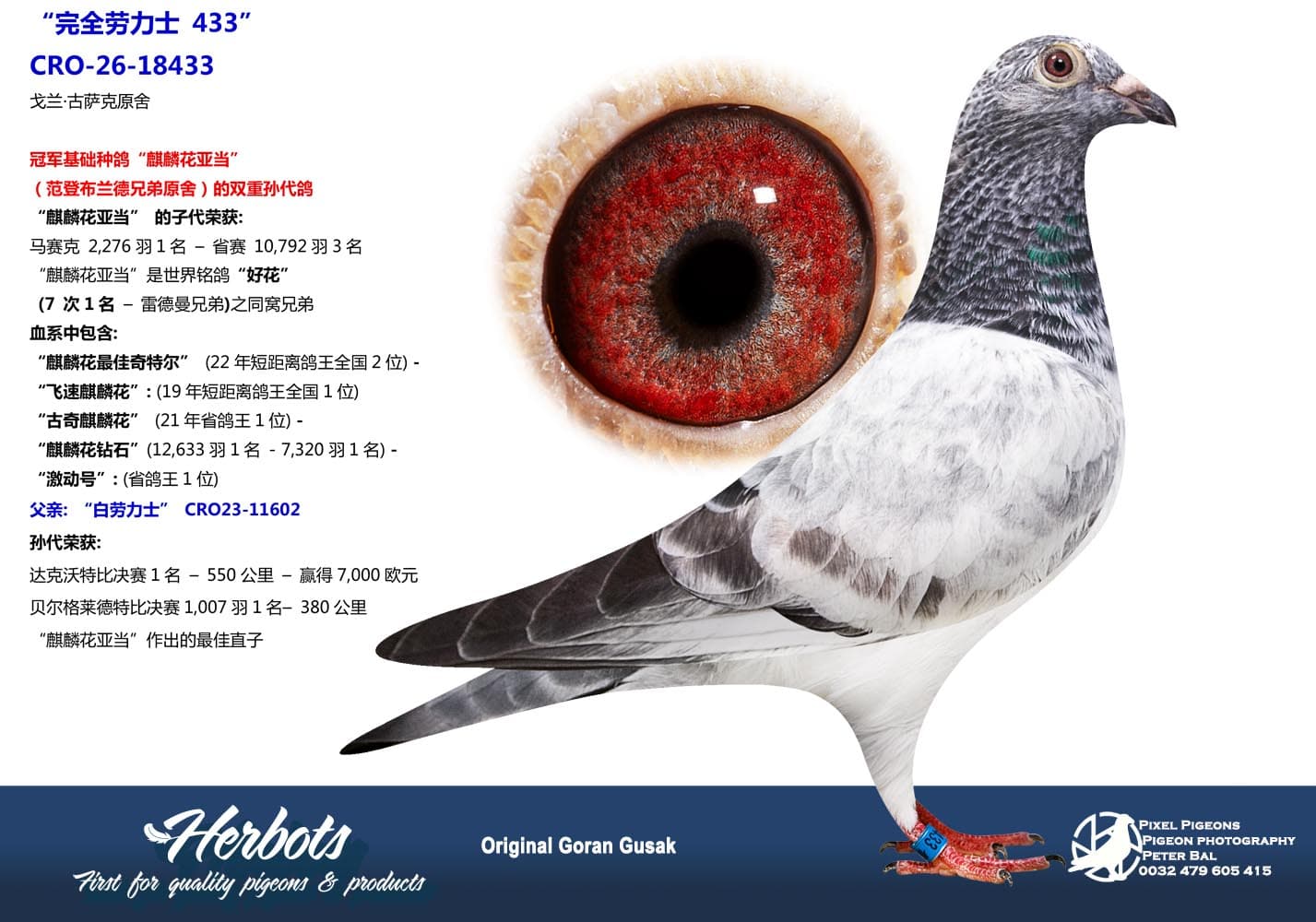 pigeon: undefined