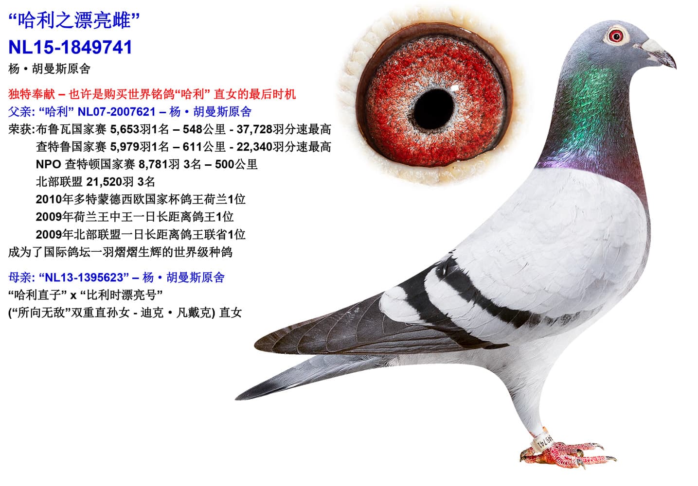 pigeon: undefined