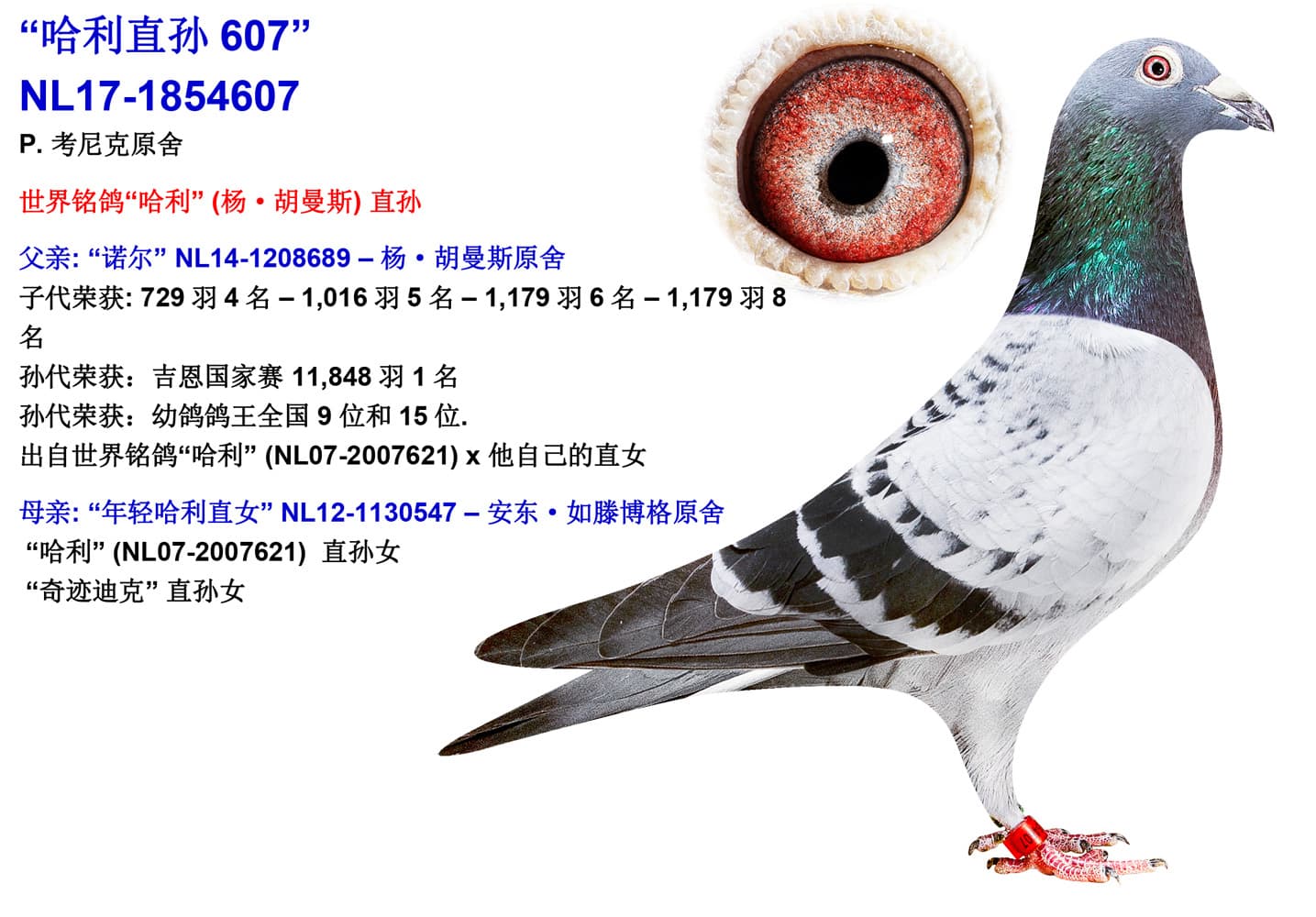 pigeon: “607-Grandson Harry”