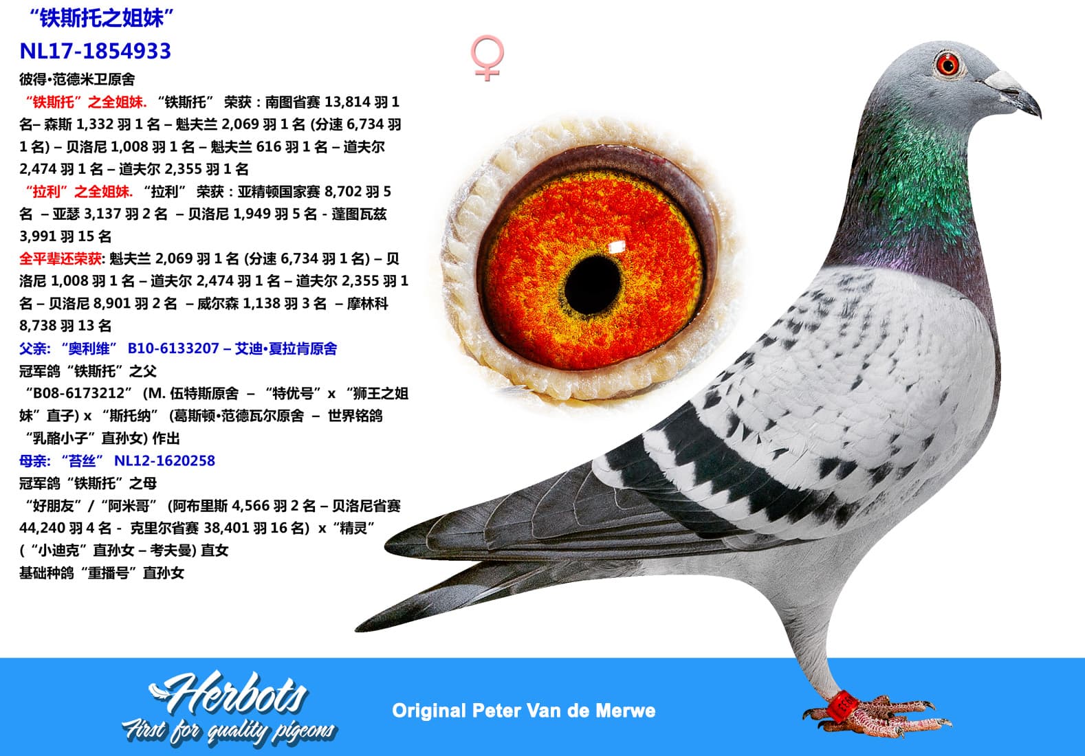 pigeon: undefined