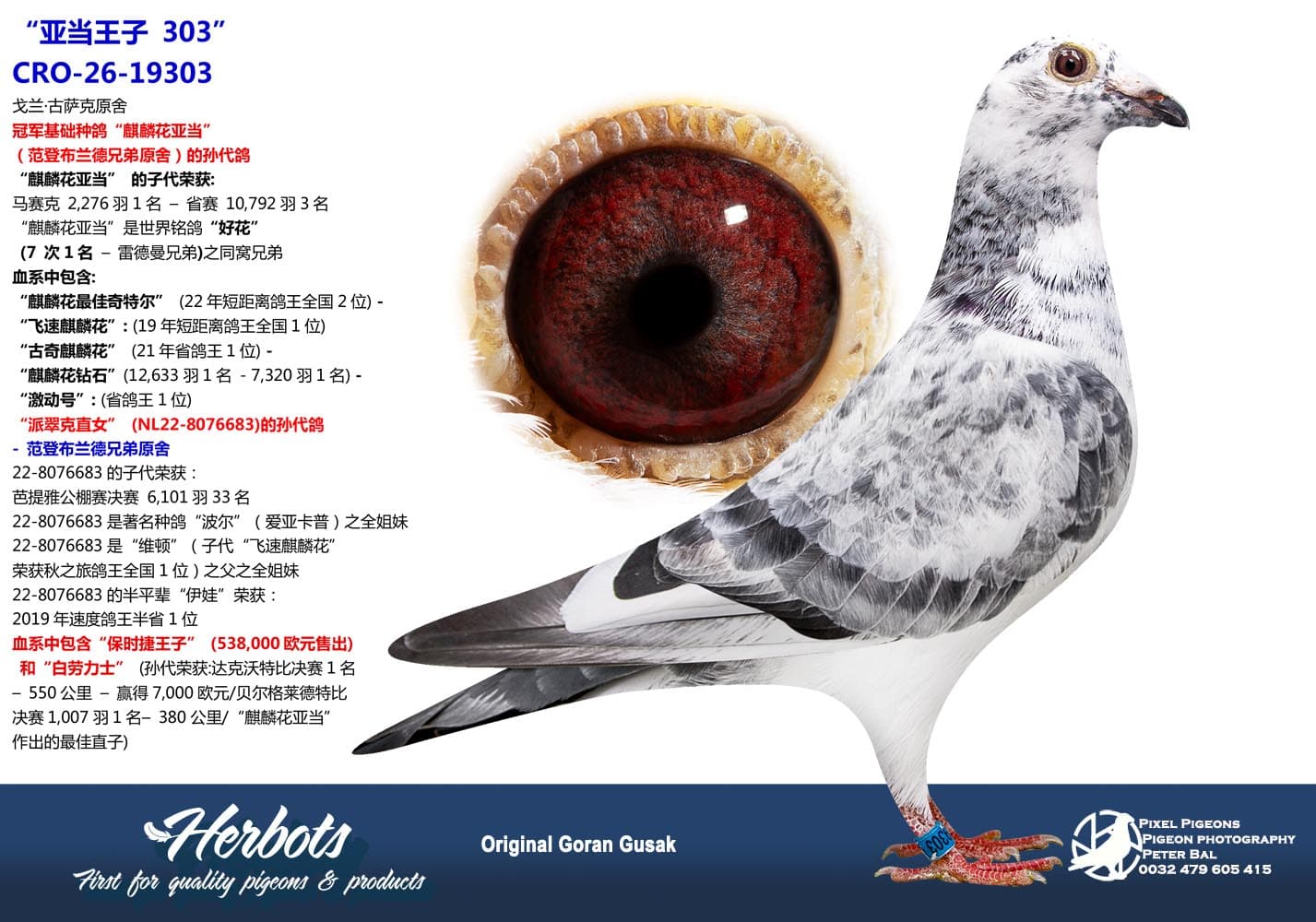 pigeon: undefined