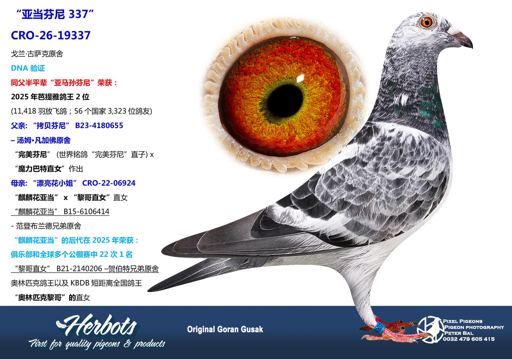 pigeon: undefined