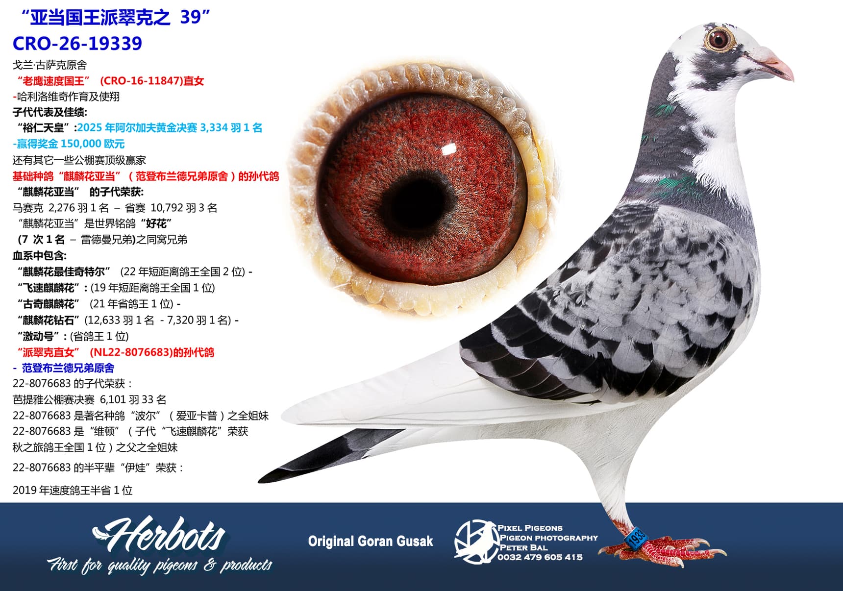 pigeon: undefined