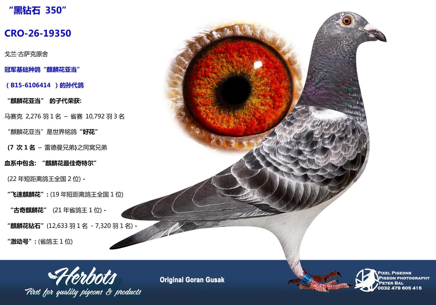 pigeon: undefined