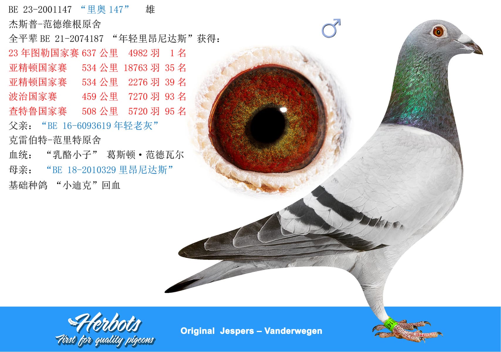 pigeon: “里奥147”