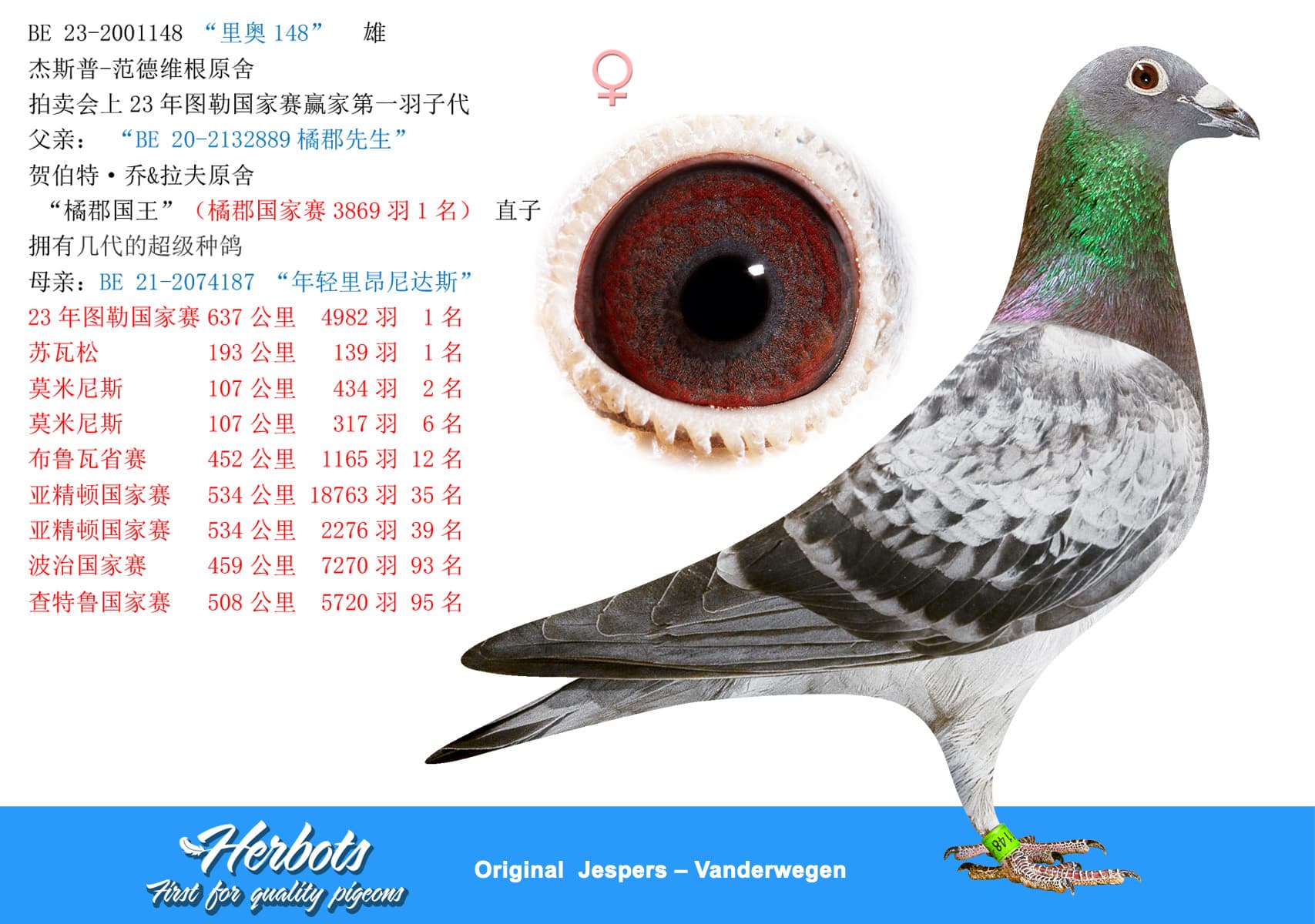 pigeon: “里奥148”