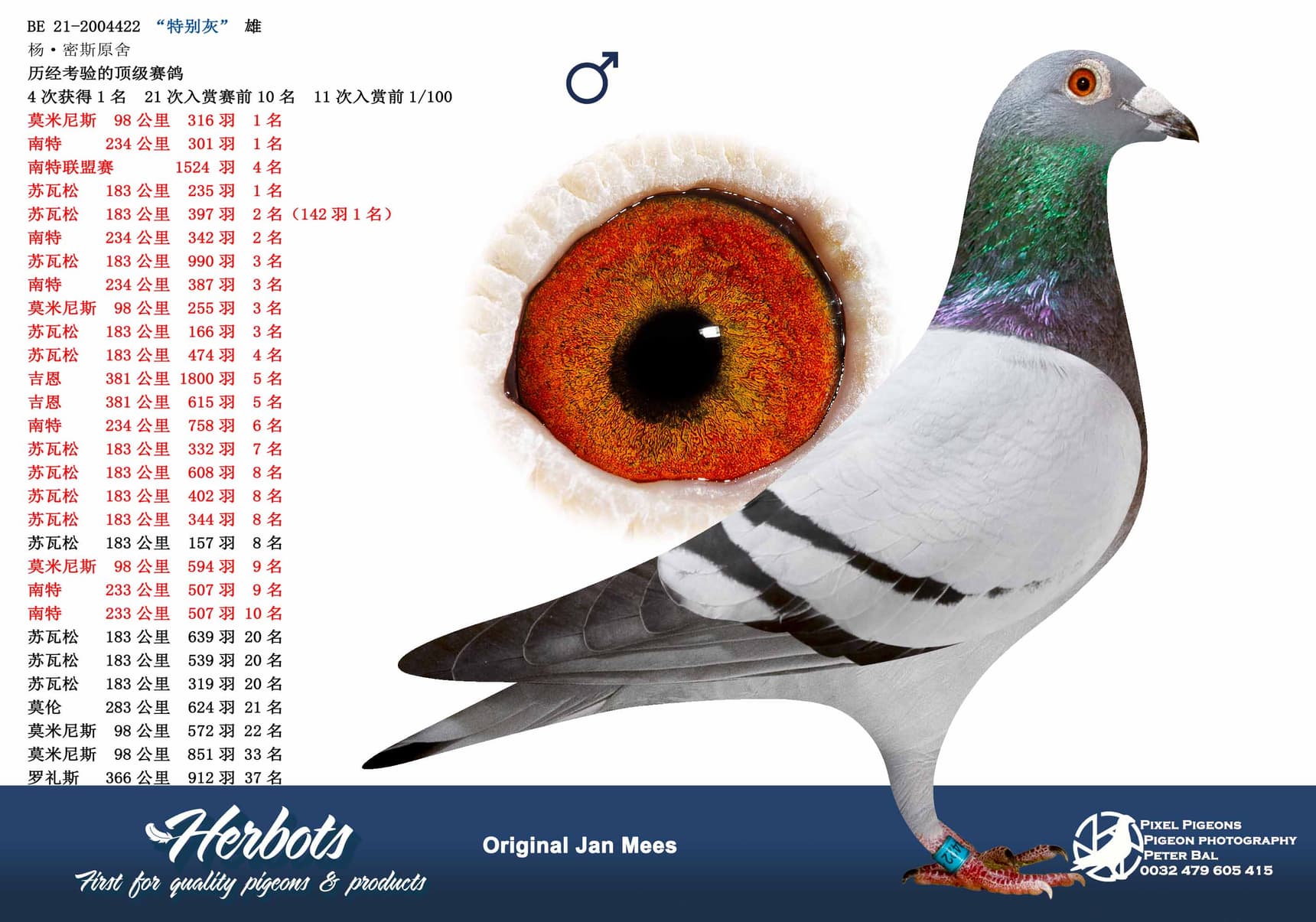 pigeon: “特别灰”