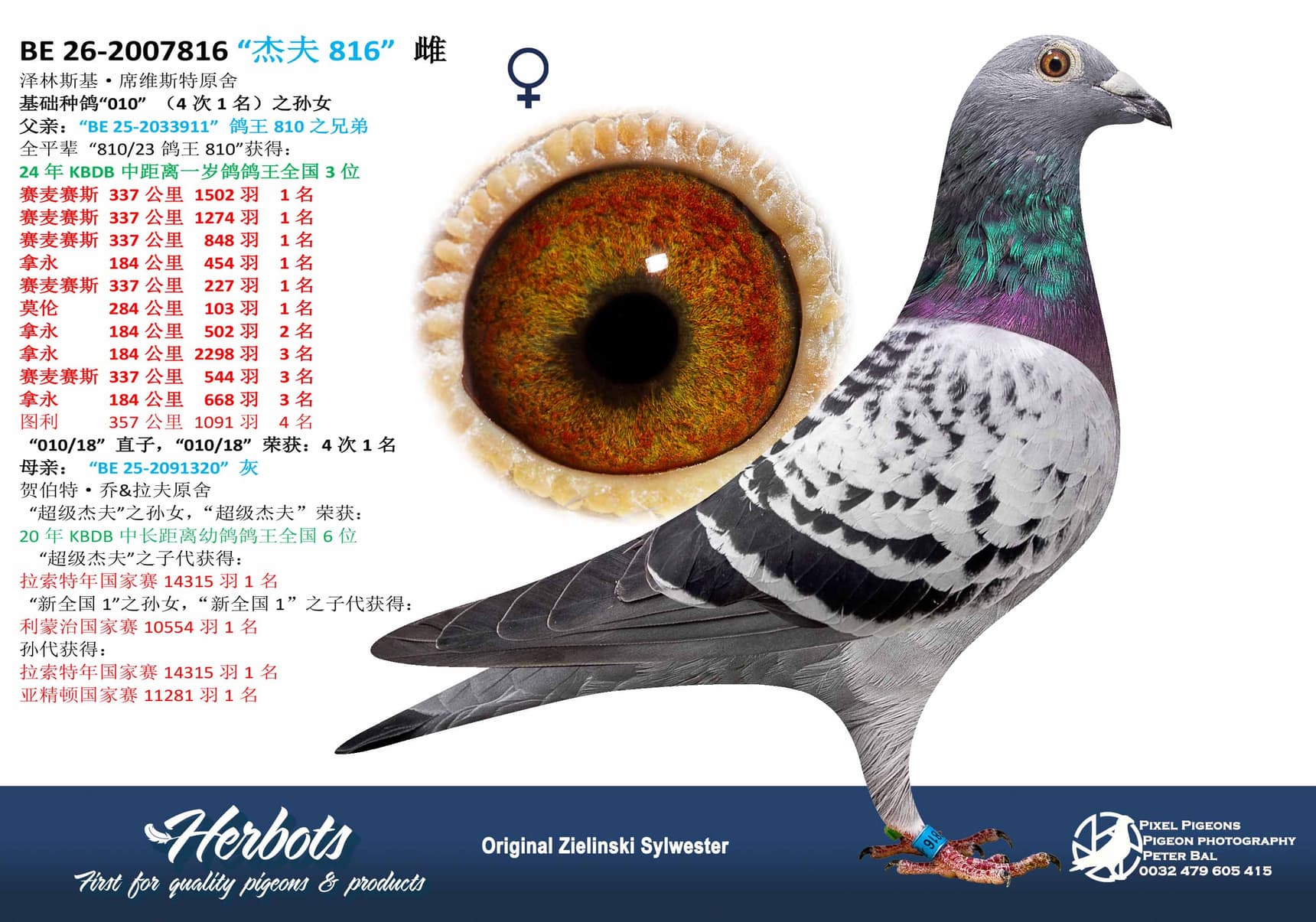 pigeon: undefined
