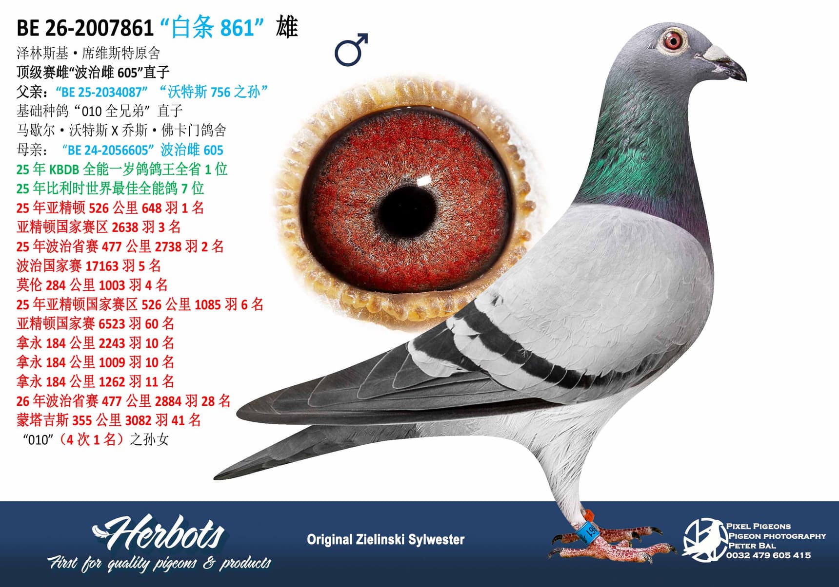 pigeon: undefined